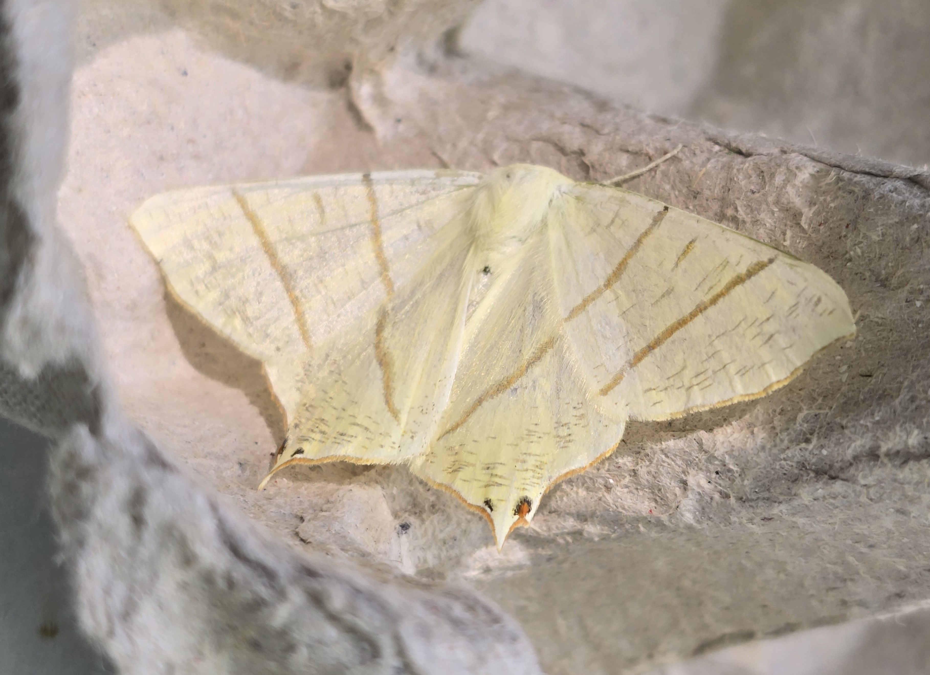 Photo of Swallow-tailed Moth (Ourapteryx sambucaria)
